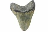 Bargain, Fossil Megalodon Tooth - North Carolina #165422-2